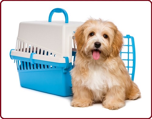 Choose The Best Dog Transport Companies For Your Loved One Dog