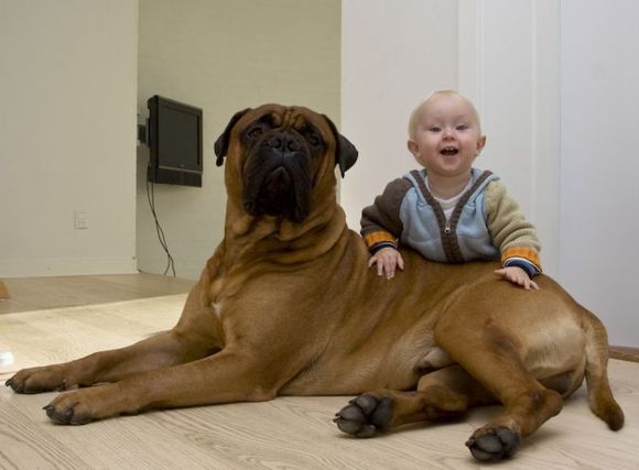 Are Big Dogs Perfect For Families With Small Children