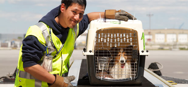 PET TRAVEL LAWS IN THE UK AND OTHER EU COUNTRIES