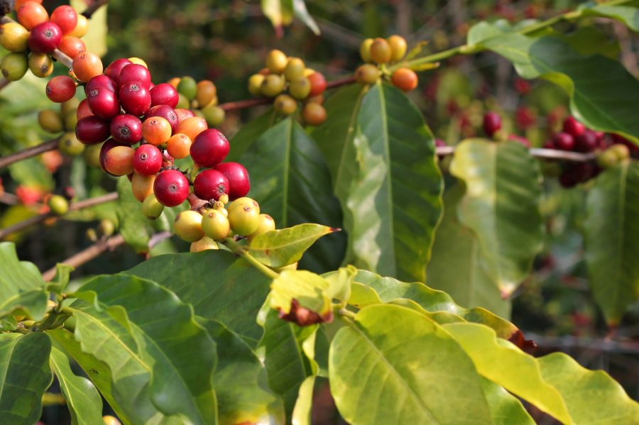 Top 12 Interesting Facts About Kona Coffee